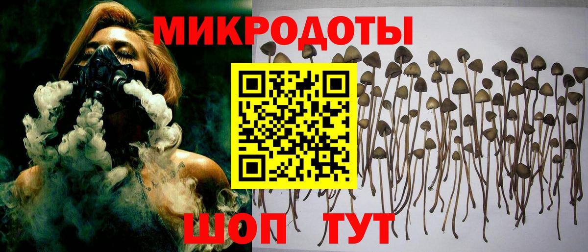 Галлюциногенные грибы Psilocybe Апатиты